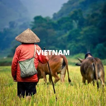 Fixers in Vietnam